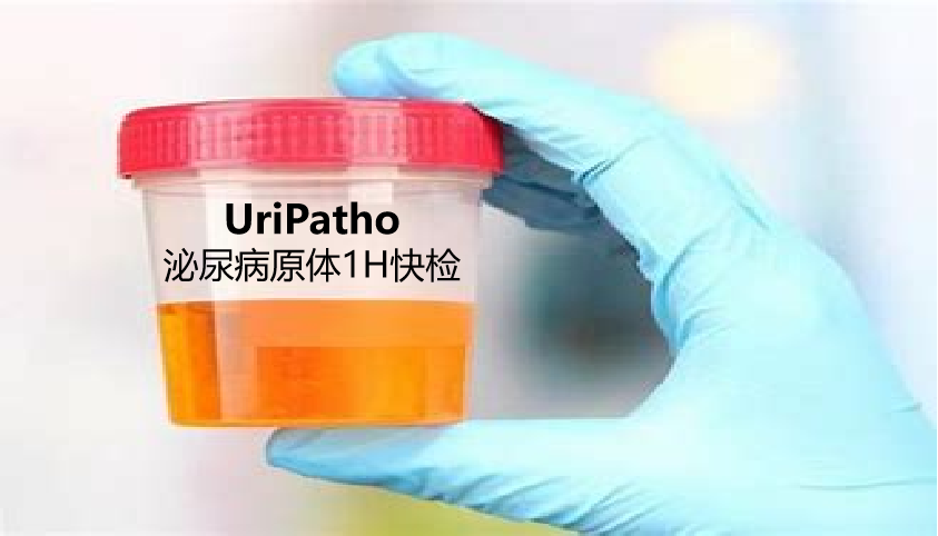 uriPatho，泌尿感染病原譜